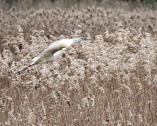 little egret